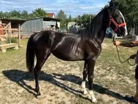 Mare, Dutch warmblood horse — photo 2