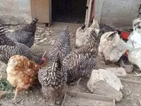 Chickens — fotografija 2