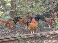 Chickens — फ़ोटो 3