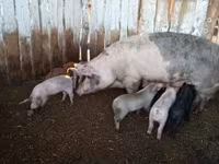 猪（批次，未指定性别）, Pigs — 照片 5