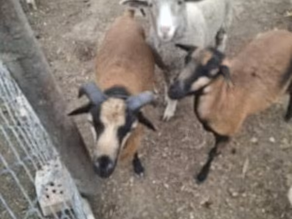 Ovelha, Merino sheep — Hungria