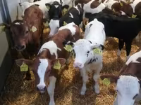 公牛, Limousin cow — 照片 6