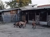 公山羊, Goats — 照片 3