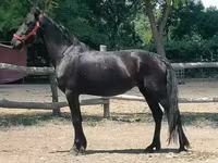 Madyan, Friesian — foto 3