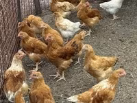 Chickens — Foto 1