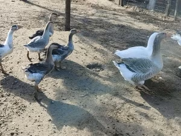 Geese