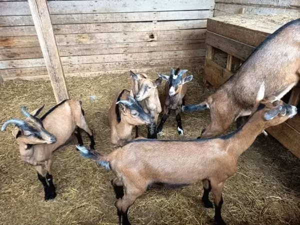 Dişi keçi, Alpine goat