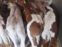 Bik, Simmental cattle — fotografija 4