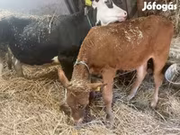 母牛, Limousin cow — 照片 2