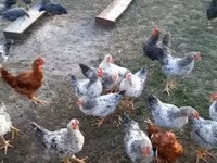 Chickens — Foto 2