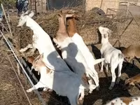 Echki, Boer goat — 2-rasm