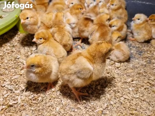 Chickens