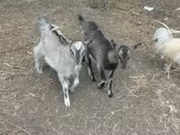 母山羊, Goats — 照片 3