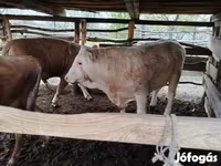 公牛, Simmental cattle — 照片 7