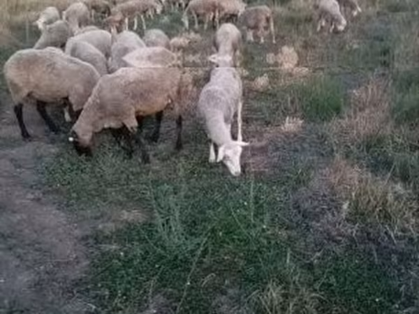 雌羊, Ile-de-France sheep — ハンガリー