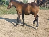 Koń, Hungarian horse breed — zdjęcie 3