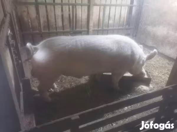 Хряк, Крупная белая