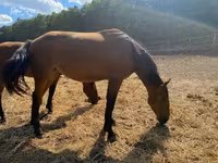 Toychoq, Nonius horse — 4-rasm