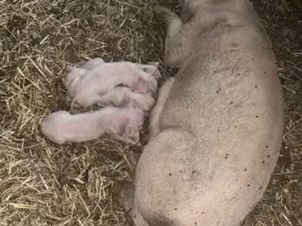 Truie, Porcs — Hongrie