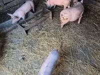 Świnie (partia, płeć nieokreślona), Świnie — zdjęcie 4