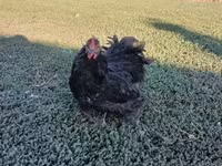 Chickens — Foto 2