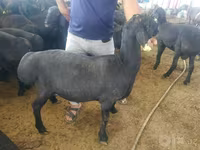 Ram, Sheep — photo 4