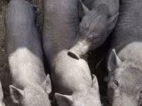 Sow, Pigs — photo 2