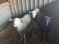 Вівця, Вівці — фото 2