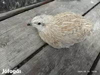 Quails — الصورة 5
