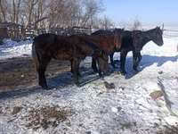 Pastuv, Yakutian horse — fotografija 2