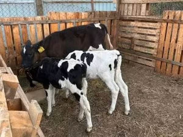 ثور, Russian Black pied cattle