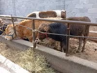Buqa, Swiss cattle — 3-rasm