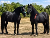 Yegua, Friesian — foto 4