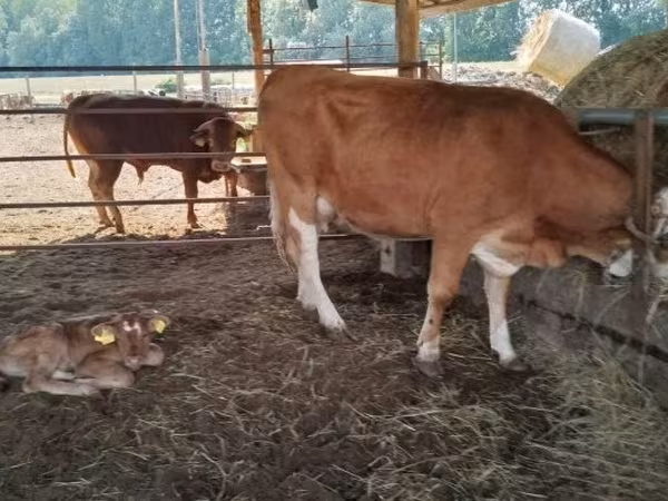 Krowa, Simmental cattle