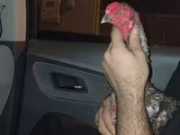 Chickens — fotografija 6