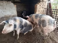 خنزير ذكر, الخنازير — الصورة 5