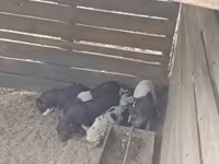 خنزير ذكر, Вьетнамская вислобрюхая — الصورة 2