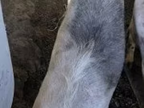 Säue, Schweine