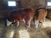 Toro, Simmental cattle — foto 5