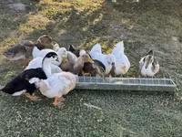 Ducks — 写真 1