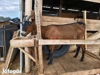 Ziege, Alpine goat — Foto 6