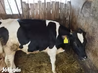 公牛, Holstein breed — 照片 3