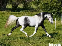 公马, Horses — 照片 3