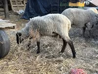 كبش, Merino sheep — الصورة 4