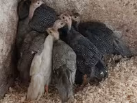 Guinea fowl — fotografija 2