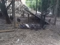 Guinea fowl — zdjęcie 1
