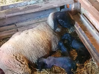 Ovan, Dorper sheep — fotografija 3