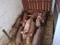 公猪, Pigs — 照片 2
