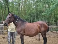Kobila, Hungarian horse breed — fotografija 3