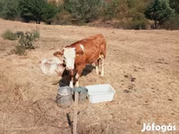 Kuh, Simmental cattle — Foto 6